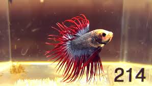 Ikan cupang terbagi menjadi beberapa jenis, yaitu ikan cupang hias, cupang aduan, dan cupang liar. Teknik Melatih Ikan Cupang Aduan Agar Bermental Juara Ikan Info