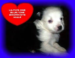 Let us know what your desires a. Mini Aussie Male 1 Blue Eye 1 Brown Eye Miniature Australian Shepherd For Sale In Denver Colorado Classified Americanlisted Com