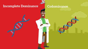 The codominant alleles a and b and the recessive. Genetics Basics Difference Between Codominance And Incomplete Dominance Youtube