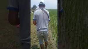 Berikut adalah cara mancing ikan lele pake umpan belut beserta cara mengolahnya sehingga mengolah jangkrik untuk mancing lele. Mancing Belut Sawah 3 Youtube