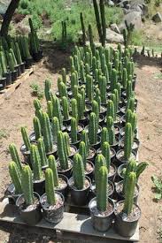 Your cuttings (stem) can be 1, 2, 3, or 4 segments long. How To Propagate Your San Pedro Cactus