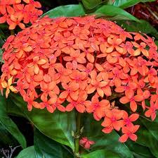 Image result for Ixora coccinea