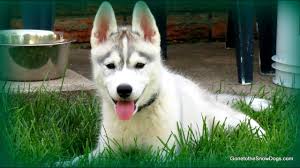 Train your husky pup potty training, leash training, obedience training, crate training and bite training. How To Potty Train Your Puppy Easily Potty Train Your Puppy Siberian Husky Youtube