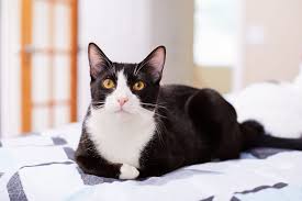 While some pet lovers prefer male baby kittens as they are more affectionate, others want. 10 Black And White Cat Breeds