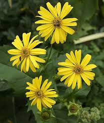 Image result for Duosperma cuprinum