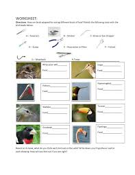 Match The Birds With Their Nests Evolution Beaks Modified Worksheet Engaging Science Lessons Animal Science Lessons Bird Beaks Activity