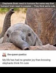 Love The Elephants Animals Cute Elephants Hayvanlar Ingilizce English Ingilizcebankasi Elephant Cute Animals Cute Elephant