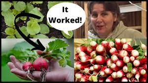 Potting up vs beginning with big pots. Planting Transplanting Radishes Indoors From Seed Indoors Youtube