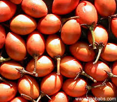 Image result for Mimusops elengi