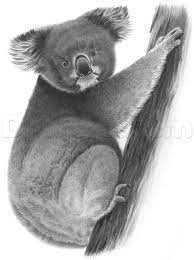 How To Draw A Realistic Koala Koala Drawing Cute Drawings Animal Drawings