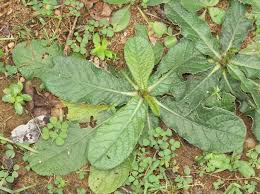 Image result for Elephantopus