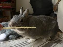 Divertir Son Lapin Et Enrichir L Environnement Jeux Et Jouets Pour Lapins La Dure Vie Du Lapin Urbain Jouet Pour Lapin Lapin Jeu Pour Lapin