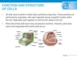 Maybe you would like to learn more about one of these? Plant And Animal Cells 2 1 Biology Is A Science It Is Based On The Cell Theory The Cell Theory States That All Living Things Are Made Up Of Cells The Ppt Download