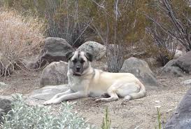 20 to 27 inches (at the shoulders) ideal activities for the breed: Anatolian Shepherd Wallpapers Top Free Anatolian Shepherd Backgrounds Wallpaperaccess