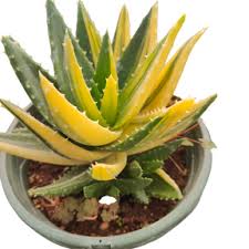Image result for Aloe nuttii