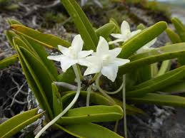 Image result for Rangaeris muscicola