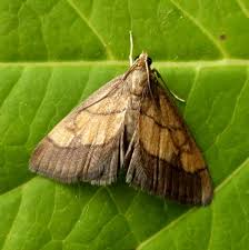 Image result for Evergestis limbata