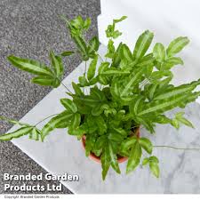 Image result for Pteris burtonii