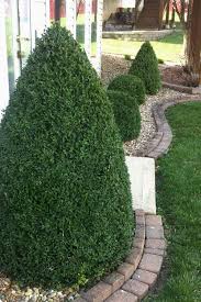 Buy Green Mountain Boxwood For Sale Online From Wilson Bros Gardens In 2020 Green Mountain Boxwood Boxwood Landscaping Front Garden Landscape
