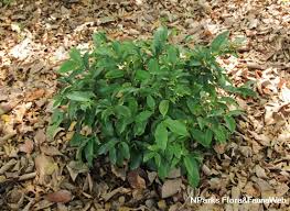 Image result for Pleiocarpa