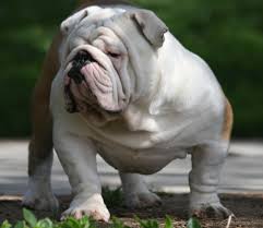 English Bulldog Puppies For Sale French English Bulldog Breeder