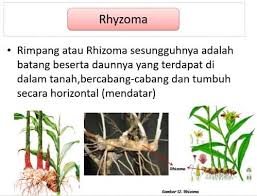 Maybe you would like to learn more about one of these? Perkembangbiakan Vegetatif Tumbuhan Alami Vs Buatan Contoh
