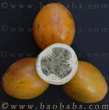 Image result for Passiflora ligularis