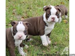 Puppyfinder.com is your source for finding an ideal boston terrier puppy for sale in kansas, usa area. Two Female Boston Terrier Puppies Animals Antonito Colorado Announcement 44572