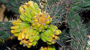 Image result for Opuntia imbricata