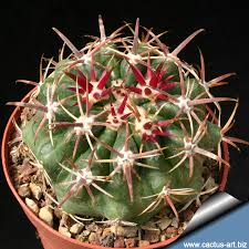 Ferocactus viridescens from la jolla ca. Ferocactus Viridiscens