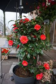 Check spelling or type a new query. Grosse Rote Kamelie Im Topf Blumenladen Blumen Online Blumenstrauss