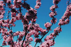 Cherry Blossom Trees Cherry Blossom Tree Cherry Blossom Festival Pink Trees