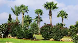 Pokok pinang raja areca catechu. Adakah Akar Pokok Sawit Berbahaya Berkebun Hidup