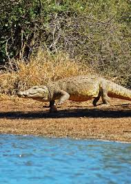 Can You Really Escape An Alligator If You Run In A Zigzag? | Howstuffworks