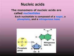 Genes, along with other parts of our dna these membranes are made of a type of molecule called lipids. Virtudesrecomeco