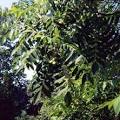 Juglans ailantifolia