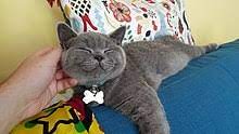 Enter a location to see results close by. British Shorthair Wikipedia