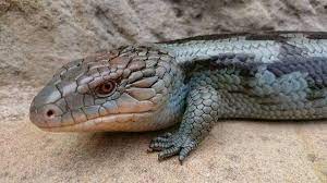 Blue Blue Tongue Skink Blue Tongue Skink Reptiles And Amphibians Reptiles