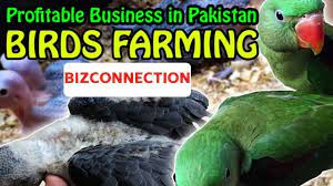 These bird cages look great on tables and ceilings, especially when filled with flowers, garland, or more. Birds Business Idea Birds Business Idea In Pakistan Birds Farming Small Bird Cage Birds For Sale Large Bird Cages
