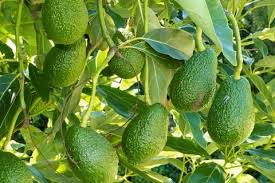 Avocado Baum Avocado Pflanzen Pflegen Schoner Wohnen In 2020 Avocado Baum Avocado Pflanze
