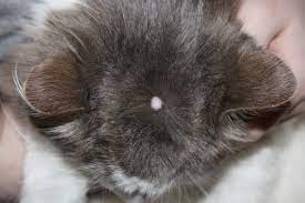 Lumps and bumps on a cat's skin can be caused by numerous things. Cat Skin Lump