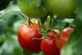 Azi am dat startul la plantarea rosiilor in solar. Cultivarea Tomatelor In Sere Si Solarii Farmbee