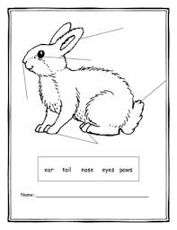 label parts of a rabbit worksheets teaching resources tpt