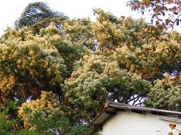 Image result for Albizia glaberrima