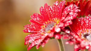 Flower Hd Wallpapers Top Free Flower Hd Backgrounds Wallpaperaccess