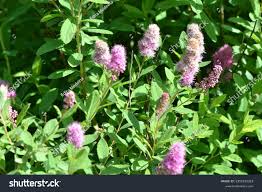 Image result for Spiraea billardii