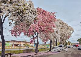 Available for sale, sakura selfie by denise buisman pilger, painting, 2020, 1, 36 (w) x 24 (h) x 2 (d) inch, mixed media on wood, $925. Travel Starved Malaysians Enjoy Sakura Season At Home With Tecoma Trees In Full Bloom Life Malay Mail