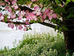 Paired with their average height of 20 feet, dogwoods are an impressive feature in any garden. Pink Dogwood Tree Blooms At The Height Stock Image Colourbox