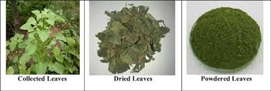 Image result for Acalypha indica