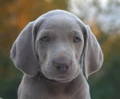 Braque De Weimar Leuke Honden Schattige Dieren Dieren